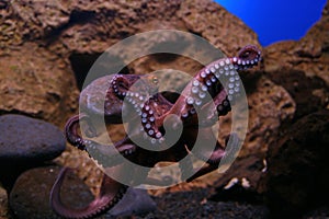 Octopus, Lorro photo