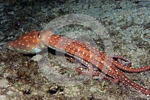 Octopus Macropus photo