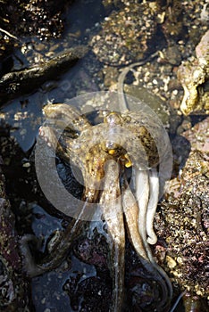 Octopus makes a foray out onto the shore at low tide