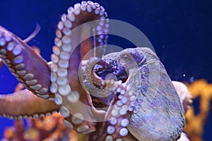 Octopus in a marine aquarium