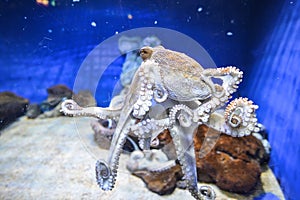 Octopus in marine aquarium