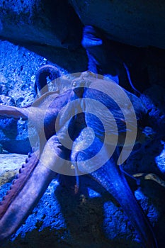 Octopus - The Marine Life Park, Sentosa, Singapore