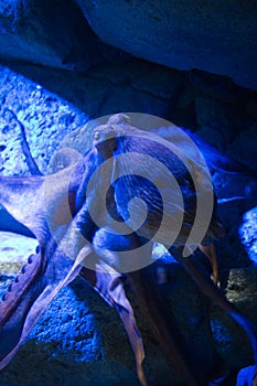 Octopus - The Marine Life Park, Sentosa, Singapore