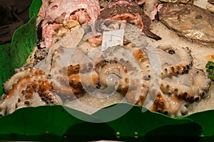 Octopus on the Market in Barcelona