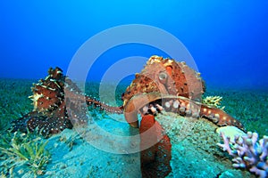Octopus mating