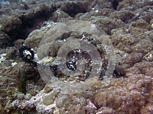 Octopus mating in the Maldives