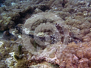Octopus mating in the Maldives