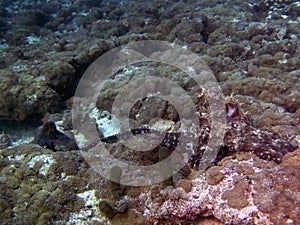 Octopus mating in the Maldives