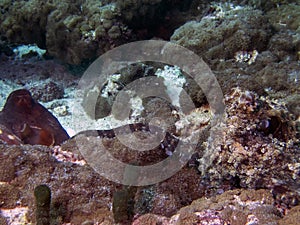 Octopus mating in the Maldives