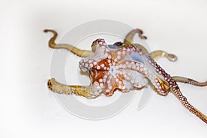 Octopus, octopod, polyp