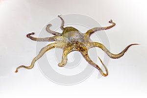 Octopus, octopod, polyp
