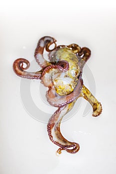 Octopus, octopod, polyp