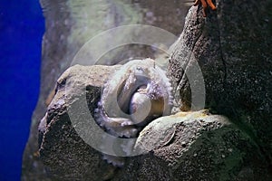 Octopus (Octopus vulgaris)