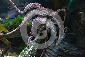 Octopus Octopus vulgaris, a soft-bodied, eight-armed mollusc grouped within the class Cephalopoda with squids, cuttlefish