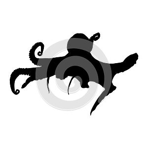 Octopus Octopus Vulgaris Swimming On a Front View Silhouette Found In Map Of Ocean All Around The World.