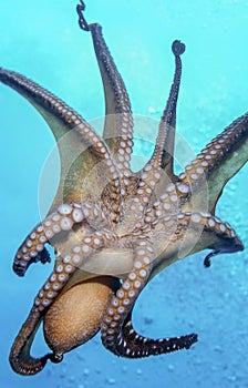 Octopus off the coast of Hawaii