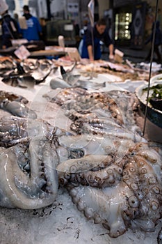 Octopus in open seamarket photo