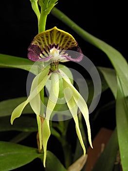 Octopus Orchid