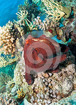 Octopus over coral reef. Red sea, Egypt.