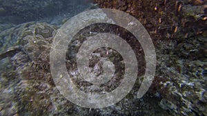 Octopus Pair Mating & Moody Wobbegong Shark Behaviour. Dangerous Marine Life