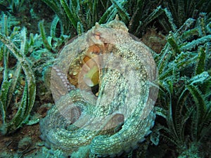 Octopus on Posidonia Oceanica