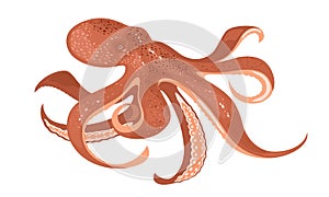 Octopus or poulpe. Soft-bodied, eight-limbed mollusc. Marine animal, creature, beast, monster.