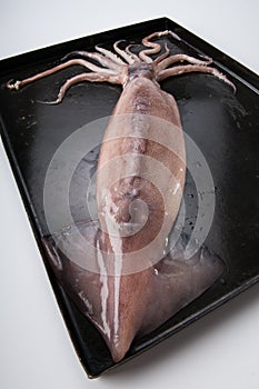 Octopus ready to cook