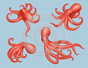 Octopus. Realistic marine creature animal squid aquatic decent vector 3d octopus