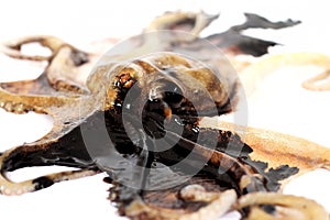 Octopus and it's ink