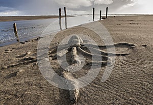 Octopus sand sculpture.