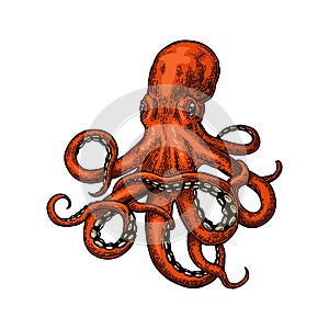 Octopus. Sea Monster