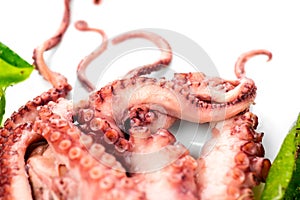 Octopus serving with vegetables, sea food. Freshly boiled octopus isolated on white