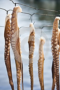 Octopus set to dry