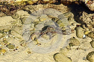 Octopus in a shallow rock pool pool