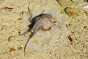 Octopus in shallow water