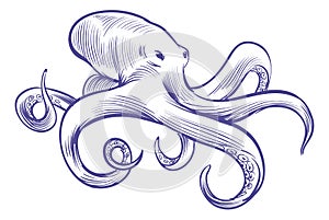 Octopus sketch. Deep ocean water animal with tentacles