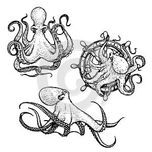 Octopus sketch hand drawn vector illustrations set. Octopus on the helm. Engraving line art collection.