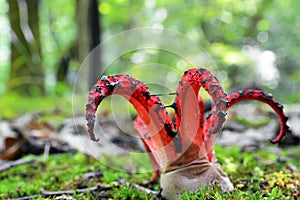 Octopus stinkhorn mushroom