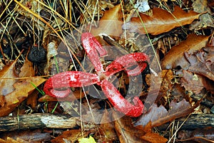 Octopus stinkhorn mushroom