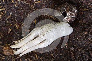 Octopus Stinkhorn, strange spongy mushroom with shape of human h