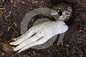 Octopus Stinkhorn, strange spongy mushroom with shape of human h photo