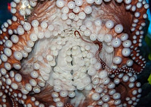 Octopus suction caps