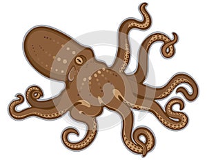 Octopus swimming isolated white background