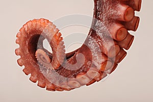 Octopus Tentacle photo