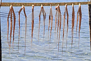 Octopus tentacle drying under the sun