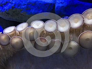 Octopus tentacle