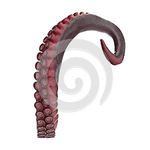 Octopus Tentacle on white. 3D illustration