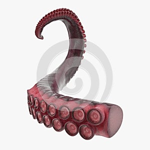 Octopus Tentacle on white. 3D illustration