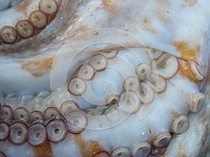 Octopus tentacles