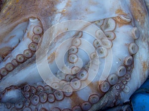 Octopus tentacles